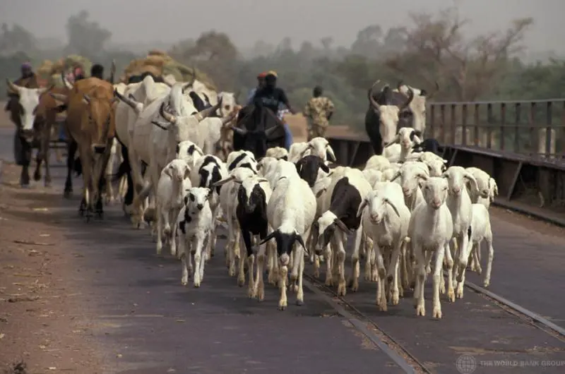 Saisie massive de bétail et arrestations à Tahoua : trafic ou transhumance ?