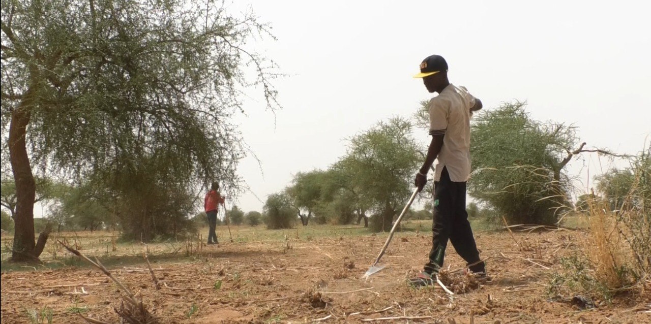 Semailles de mil dans le Tillabéri malgré une pluviométrie faible