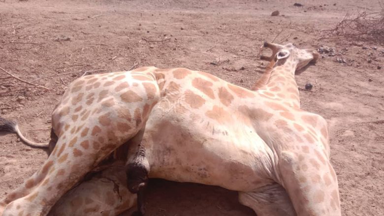 La mort d'Abagana, un veau girafe, révèle le manque criant de soins vétérinaires pour la faune au Niger