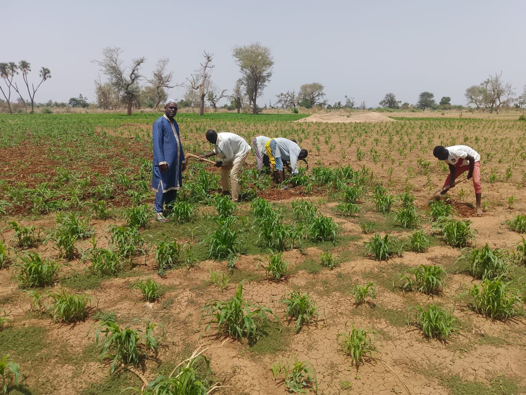 Semailles de mil : la région de Tahoua enregistre une nette progression en 2026