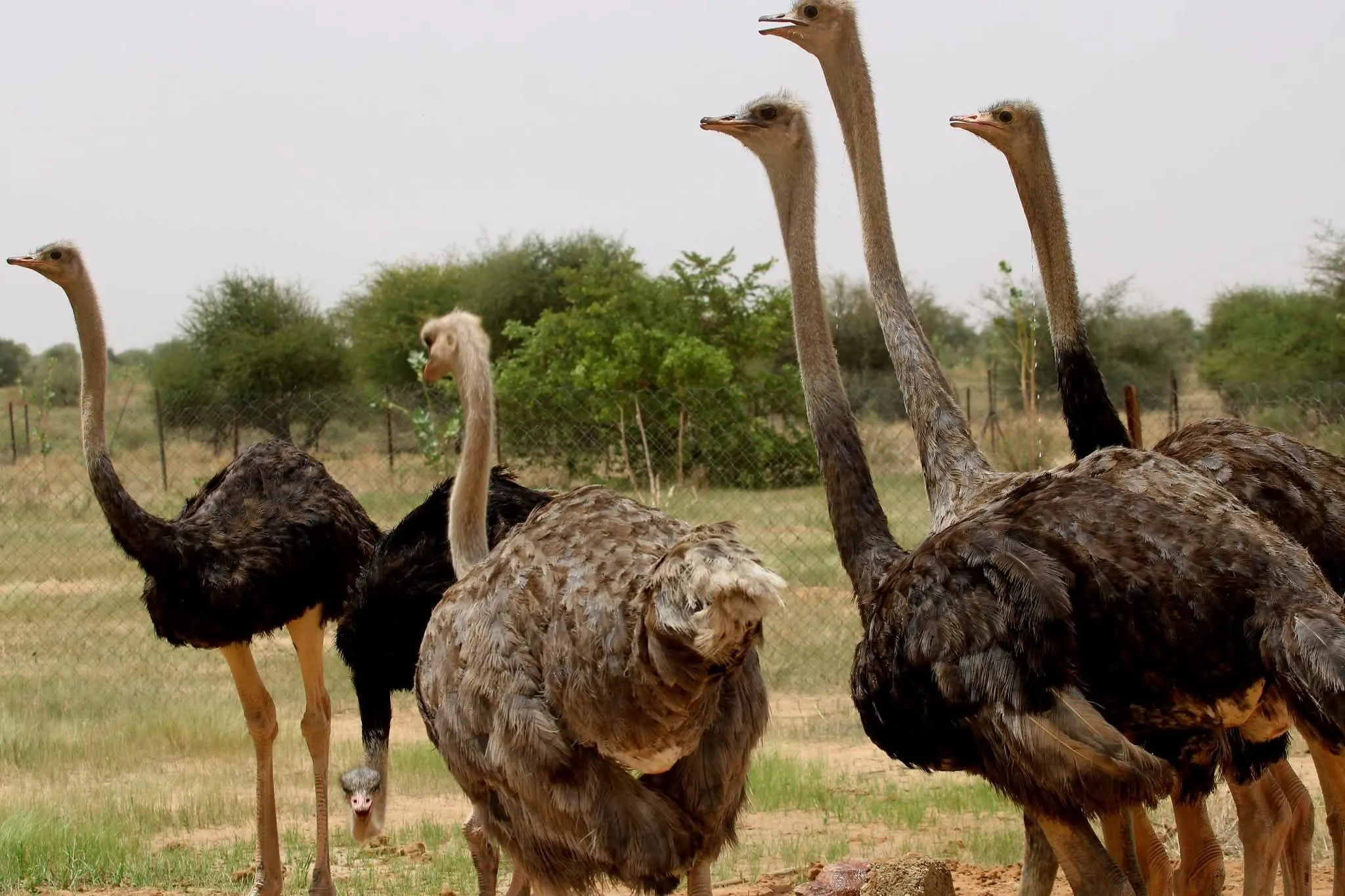 Réintroduction de 8 autruches à cou rouge dans la Réserve de Faune de Gadabédji : Un Pas Majeur pour la Biodiversité du Niger