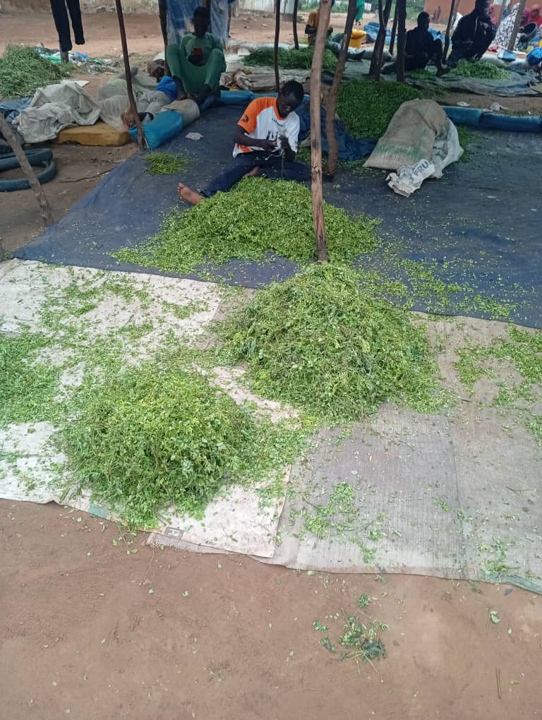 Le prix du moringa flambe à Niamey, inquiétant revendeurs et consommateurs