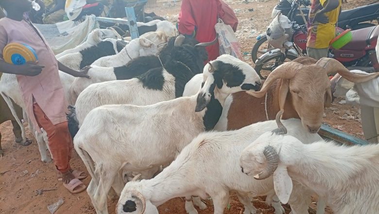 Record de Vente d'un Mouton à Matamèye