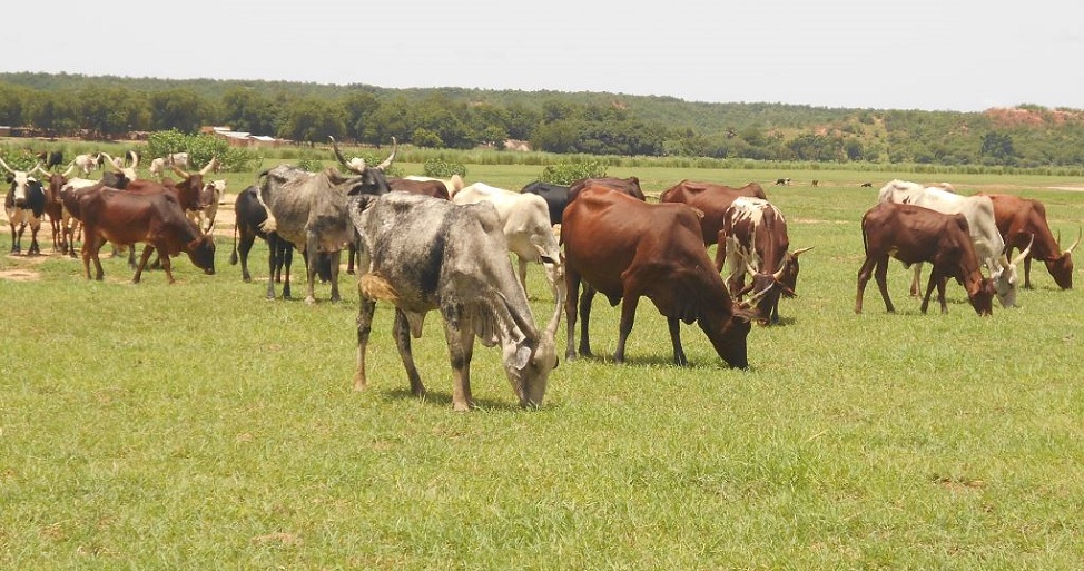 Violent affrontement entre éleveurs et agriculteurs dans la vallée de Madobi