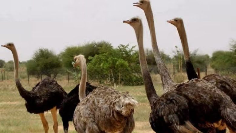 Niger : Réintroduction réussie de l'autruche à cou rouge dans la nature
